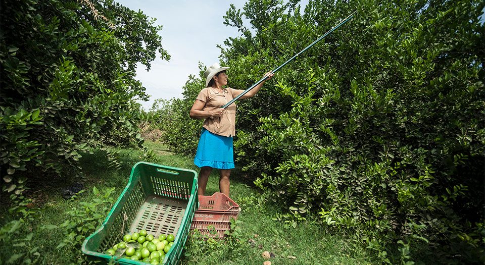 Female entrepreneur harvesting lemons