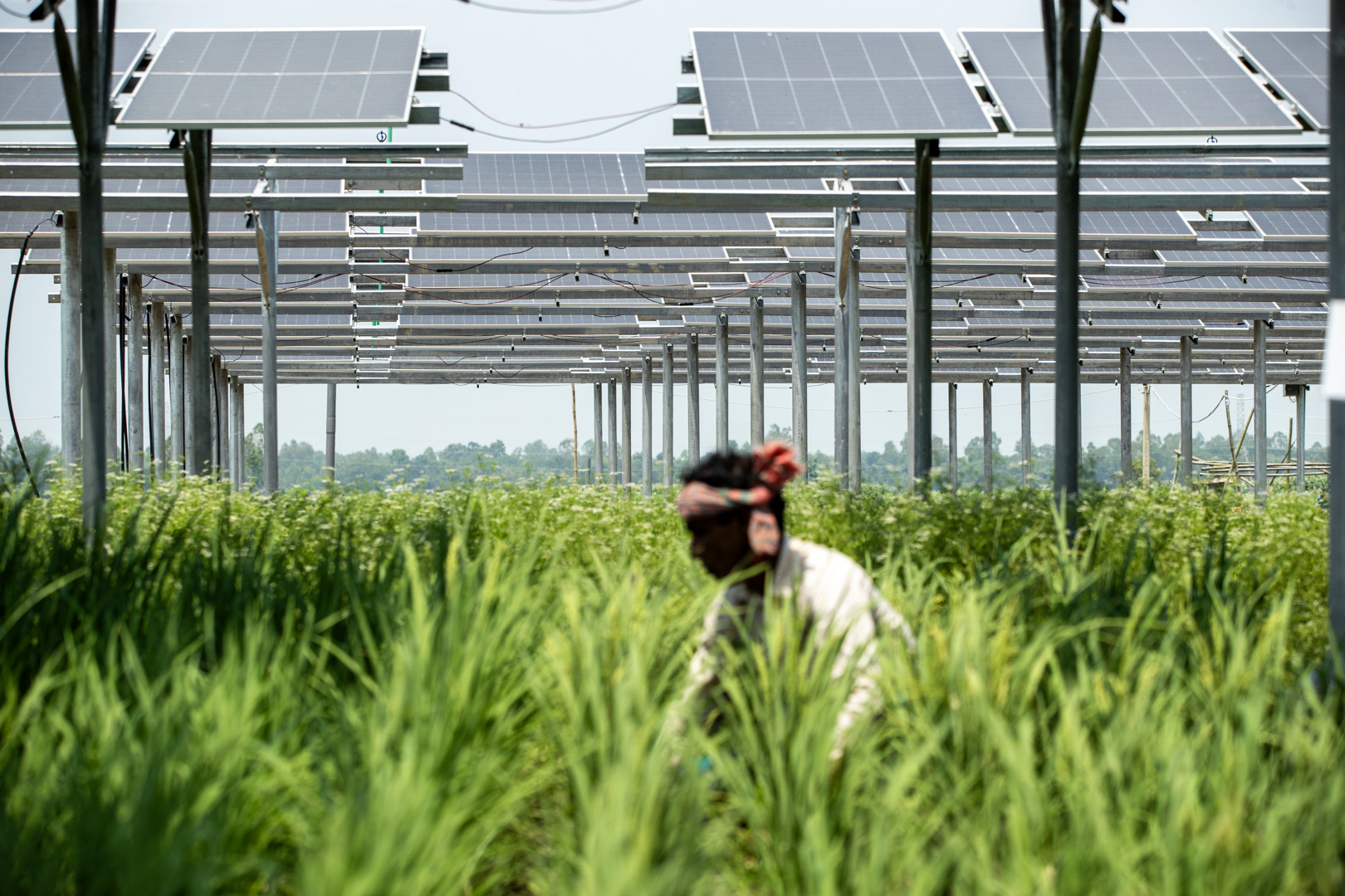 Sustainable energy and farming – introducing agrivoltaics in Bangladesh